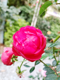茶花