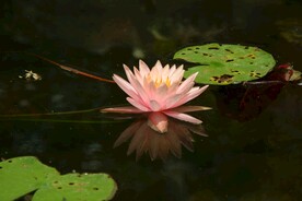 睡莲