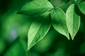 绿叶
