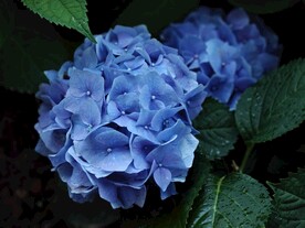 蓝色绣球花