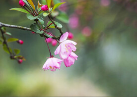 海棠花图片