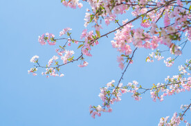海棠花图片