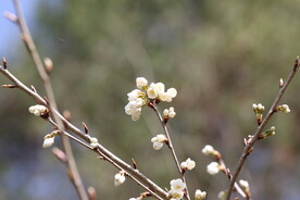 樱花三两枝