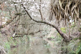河上樱花