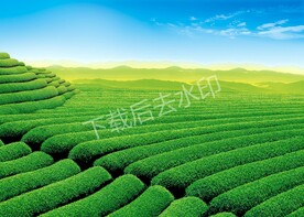 茶山