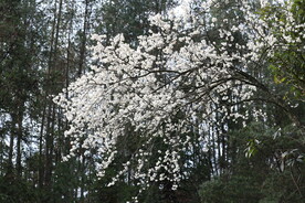樱花树下