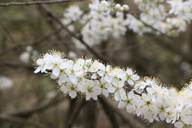 李子花特写