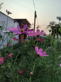 随风飘摇的花