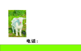 收羊名片反面