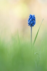 风信子 图片