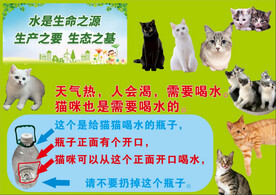 猫咪喝水瓶子图 水是生命之源 