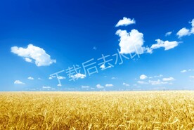麦田
