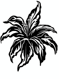 百合花