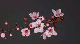 开花