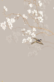 玉兰花素材