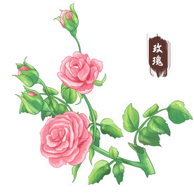 手绘玫瑰