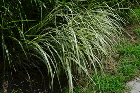 芒草 