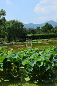 荷塘风景  
