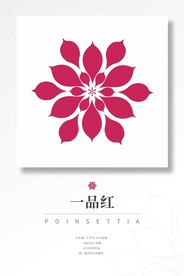 一品红