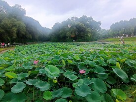 莲池