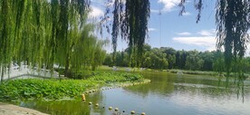 垂柳风景