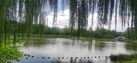 垂柳风景