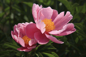 鲜花盛开