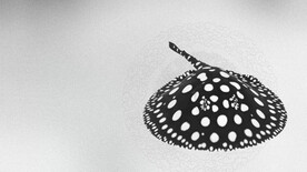 水族观赏鱼黑白魟鱼海报轮播