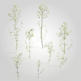 C4D模型 绿色植物