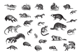 风格野生动物插画矢量 