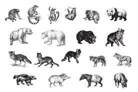 风格野生动物插画矢量 