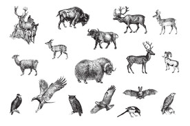 风格野生动物插画矢量 