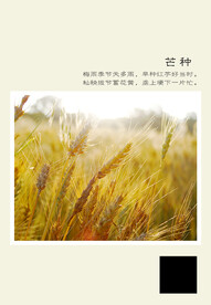 二十四节气 芒种