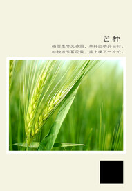 二十四节气 芒种