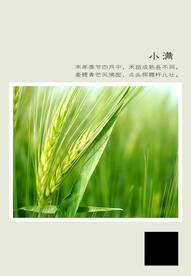 二十四节气 小满