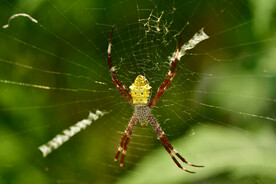 蜘蛛网上爬行蜘蛛