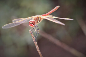 红蜻蜓