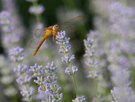 薰衣草蜻蜓