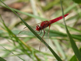 休憩红蜻蜓