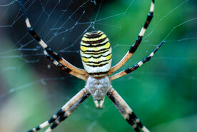 蜘蛛网上爬行蜘蛛