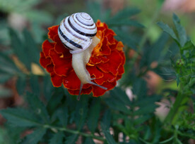 花朵上的小蜗牛