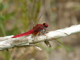 休憩红蜻蜓
