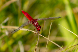 一只漂亮红蜻蜓