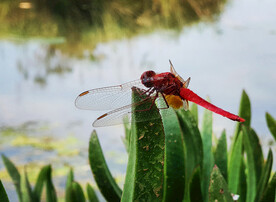 红蜻蜓