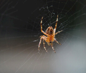 毒蜘蛛知网