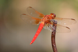 红蜻蜓