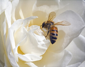 玫瑰花上的蜜蜂