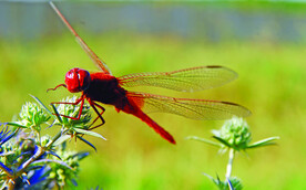 漂亮红蜻蜓