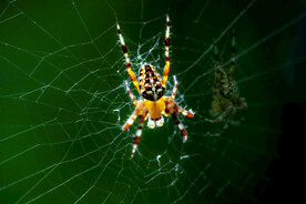 蜘蛛网上爬行蜘蛛