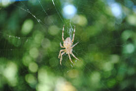 蜘蛛